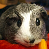 Monyka