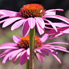 echinacea