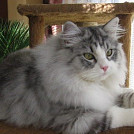Elize