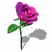 kalanchoe6