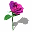 kalanchoe6