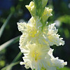 Gladiol