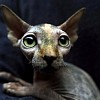 petrat