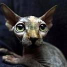 petrat