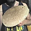 Kondor