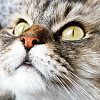 Majtty Cat Jane