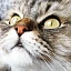 Majtty Cat Jane