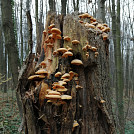 Heliosa