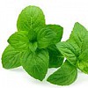 mentha