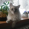 Leiinka