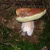 pan.pip