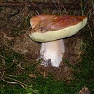 pan.pip