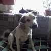 posterestante