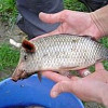 Sisina39
