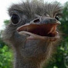 chudakpstros