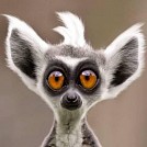 Koksena