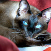 siamka