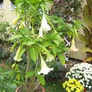sakalaka